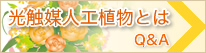 光触媒観葉植物とは