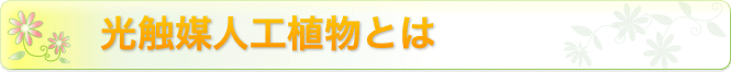 ޿͹ʪƯ